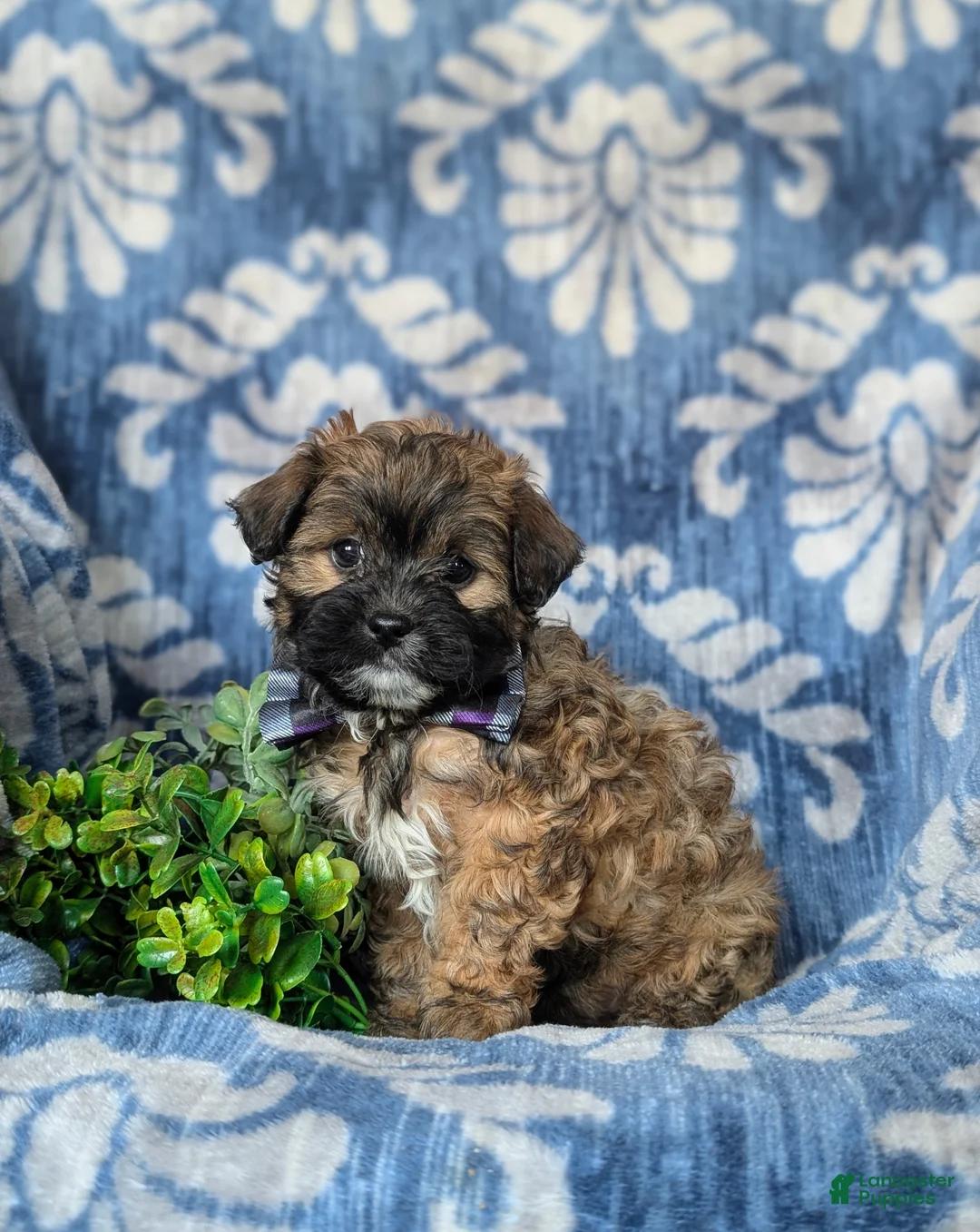 Shihpoo dogs for sale: Garett - Ad 1
