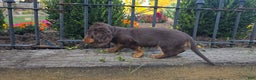 Miniature Dachshund dogs for sale: Stacy - Ad 4