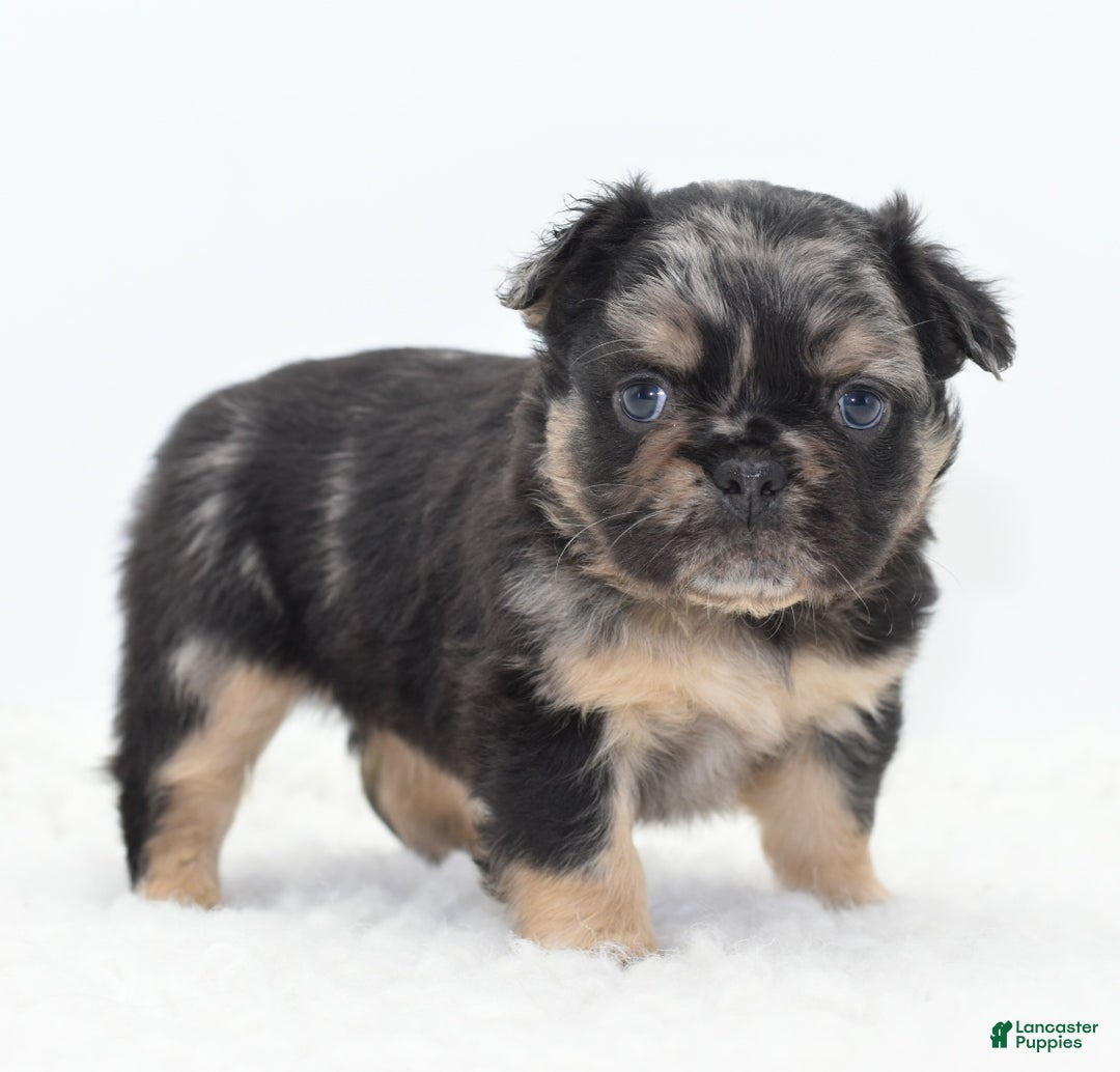Mixed Breed dogs for sale: Chuck chocolate tri-color fluffy  - Ad 20