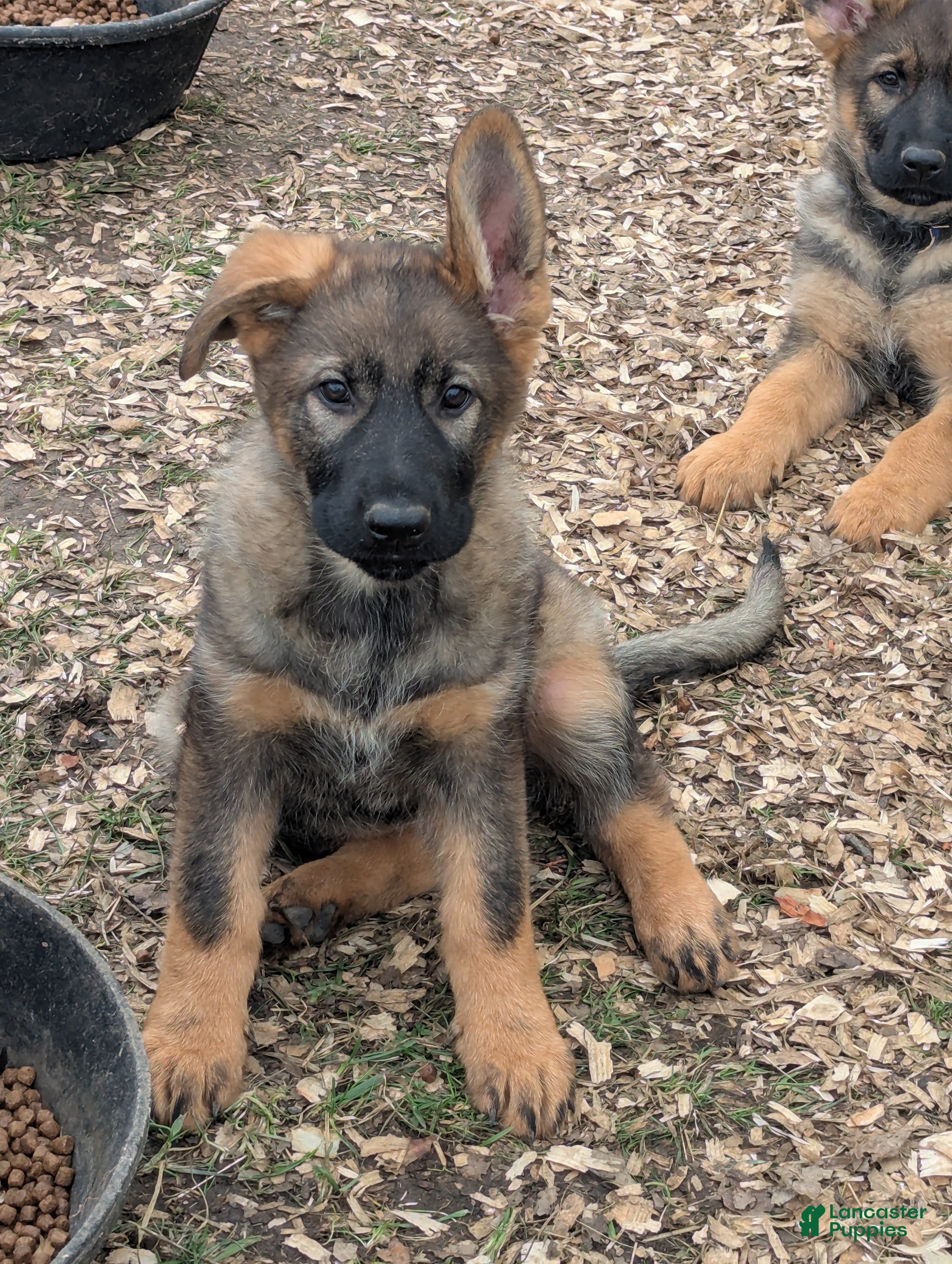 German Shepherd dogs German Shepherd Puppy 3 - Ad 15