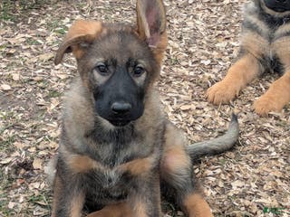 German Shepherd dogs German Shepherd Puppy 3 - Ad 15