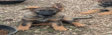 German Shepherd Puppy 3