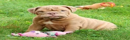 English Bulldog dogs for sale: Stuart - Ad 4
