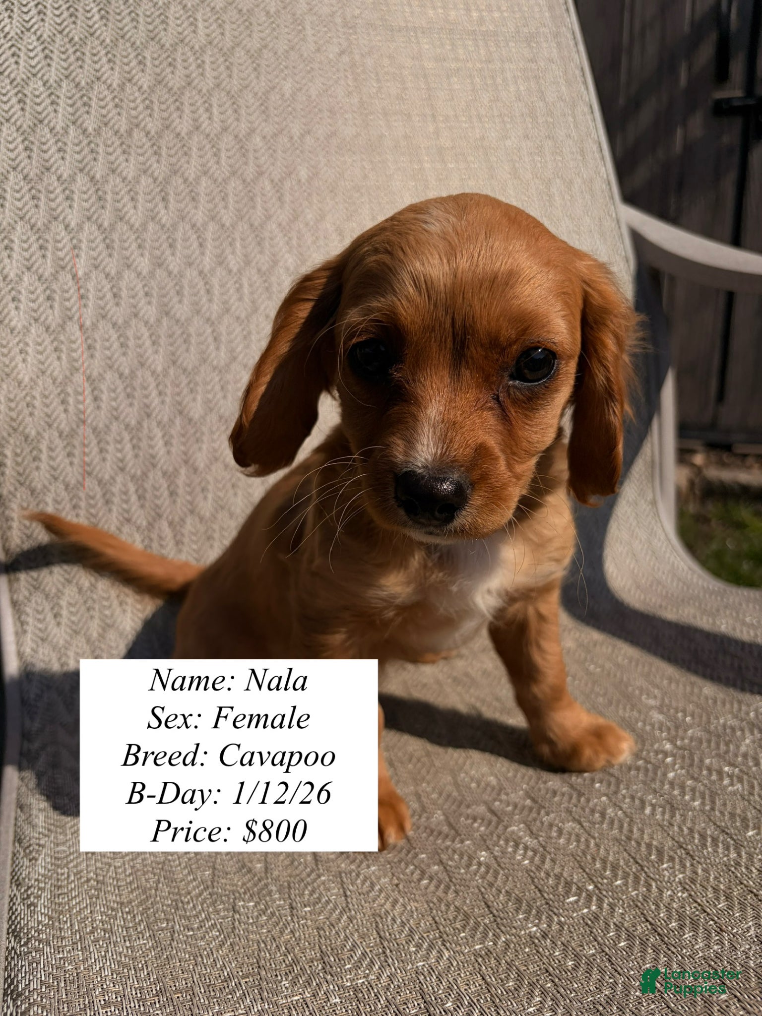 Cavapoo dogs Nala - Ad 10