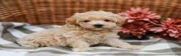 Maltipoo dogs for sale: Candy - Ad 5