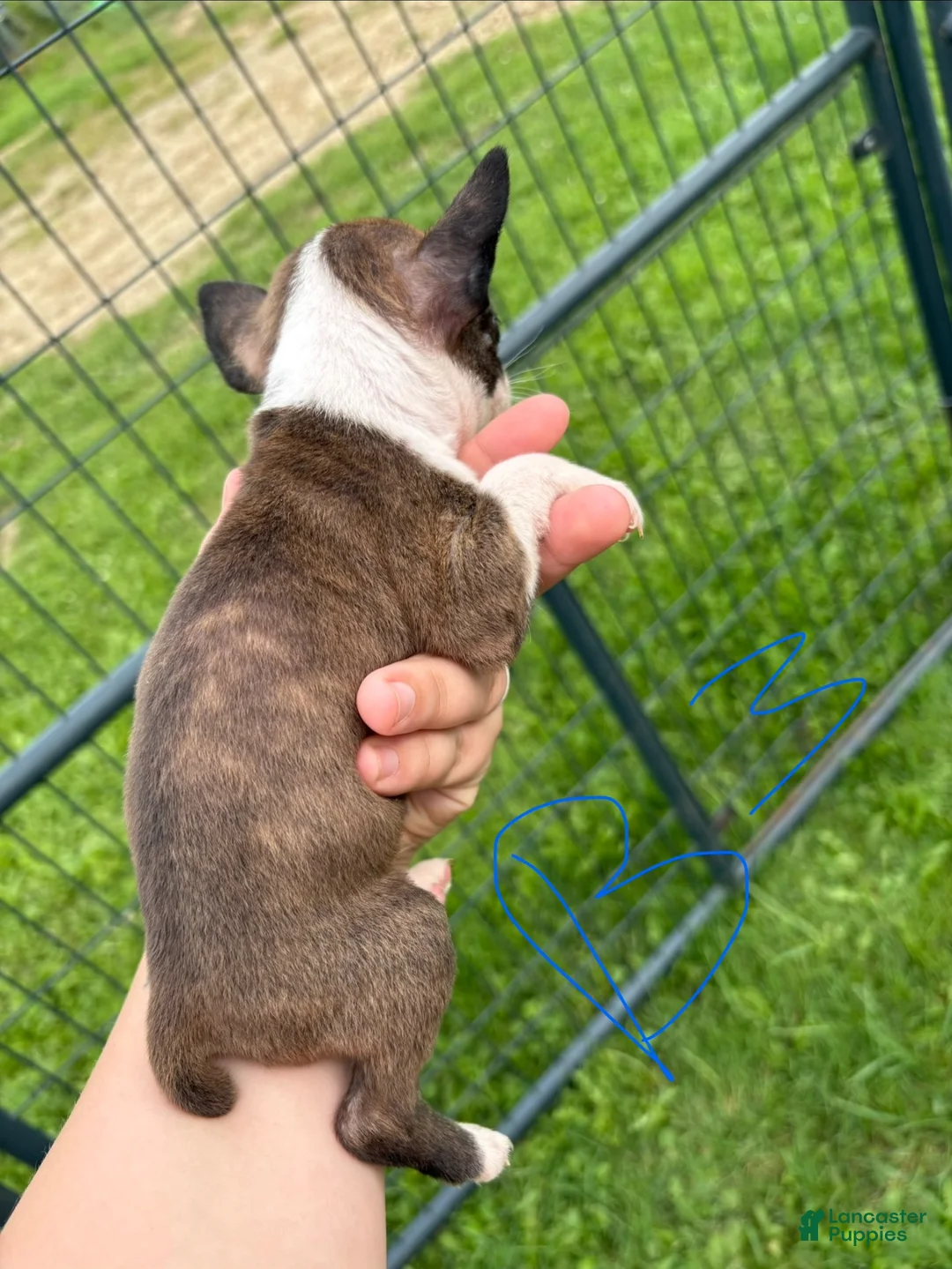 Boston Terrier dogs for sale: Boston Terrier 5 - Ad 2