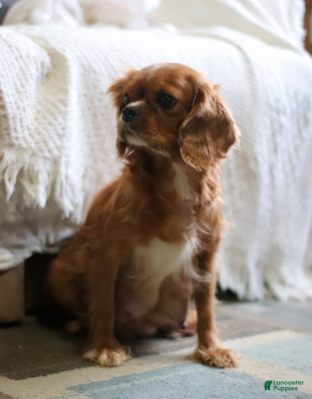 Cavalier King Charles Spaniel dogs for sale: Lennox - Ad 6