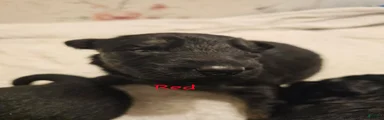 Red Collar Male