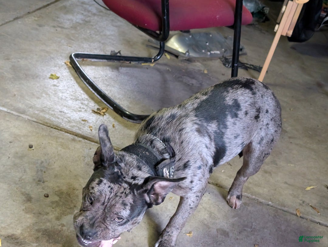 American Bully dogs for sale: Dior - Ad 2