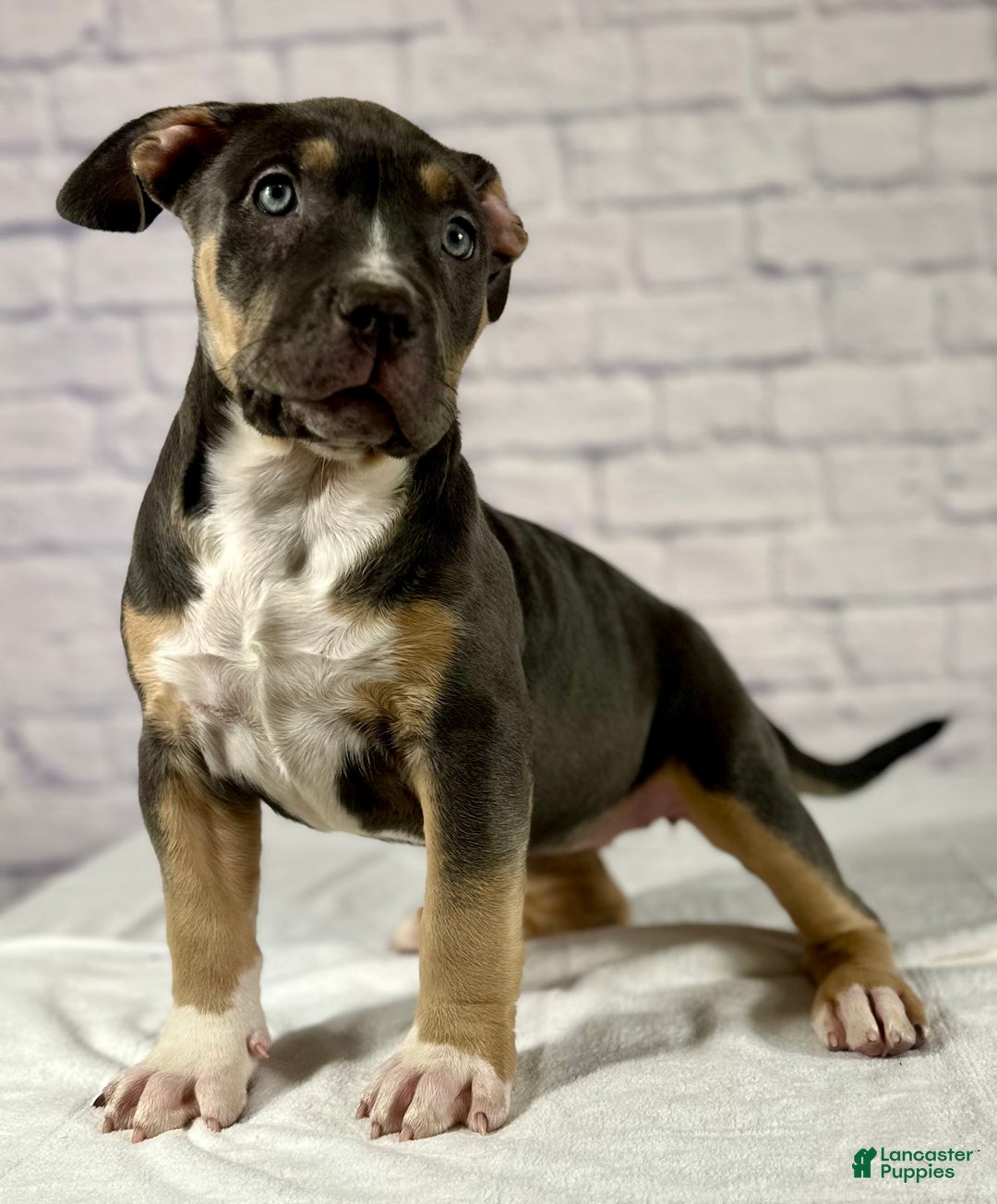 American Bully dogs for sale: Maggie - Ad 1