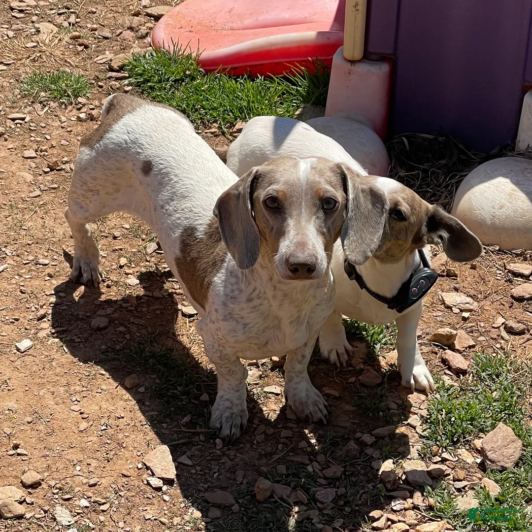 Dachshund dogs for sale: Luly - Ad 2