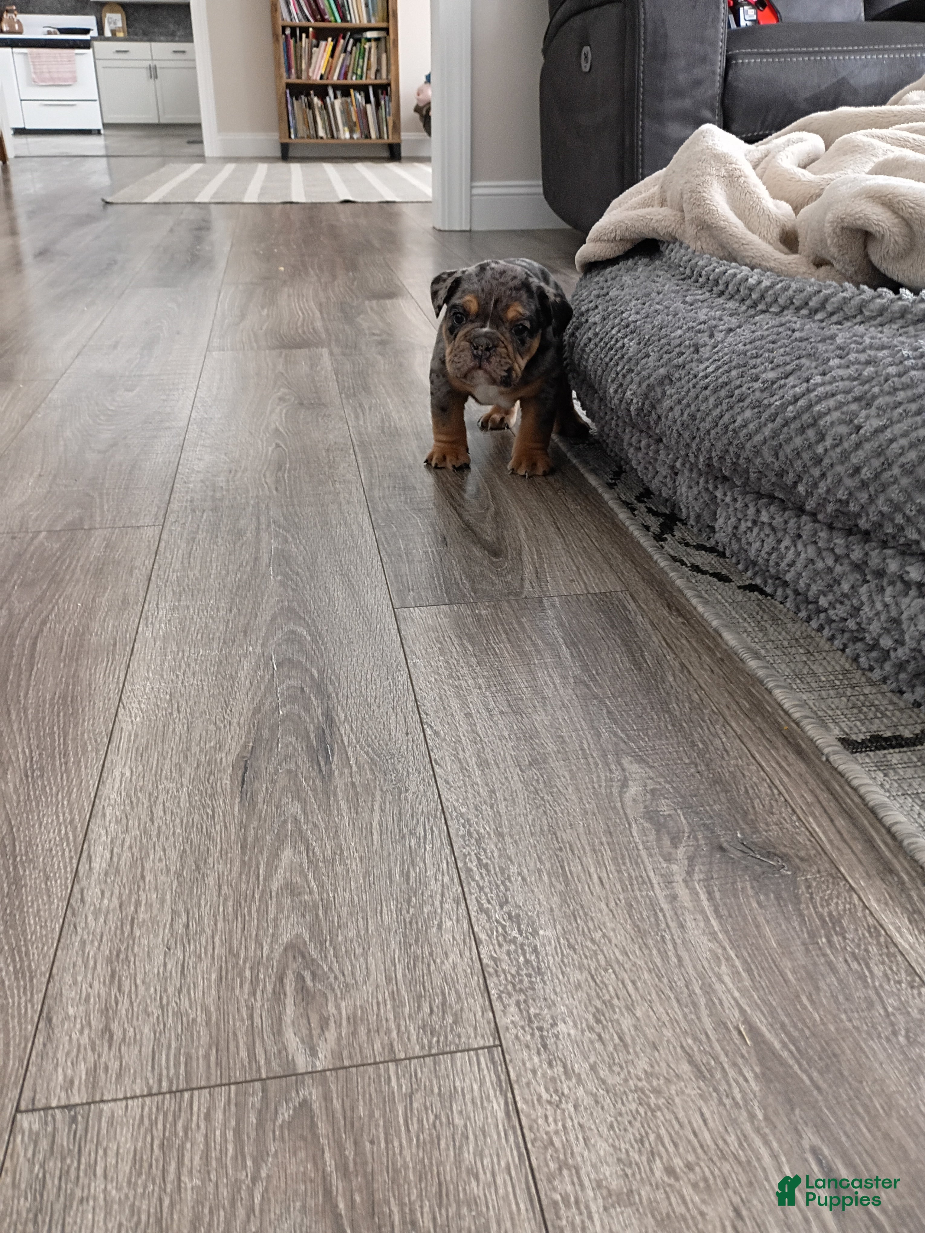 Olde English Bulldogge dogs Olde English Bulldogge Puppy 1 - Ad 1