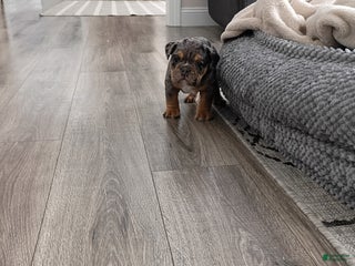 Olde English Bulldogge dogs Olde English Bulldogge Puppy 1 - Ad 1