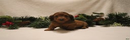 Miniature Dachshund dogs for sale: Prancer - Ad 10
