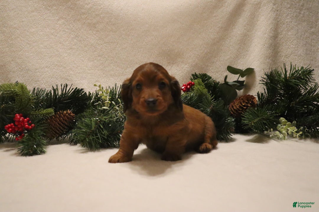Miniature Dachshund dogs for sale: Prancer - Ad 10