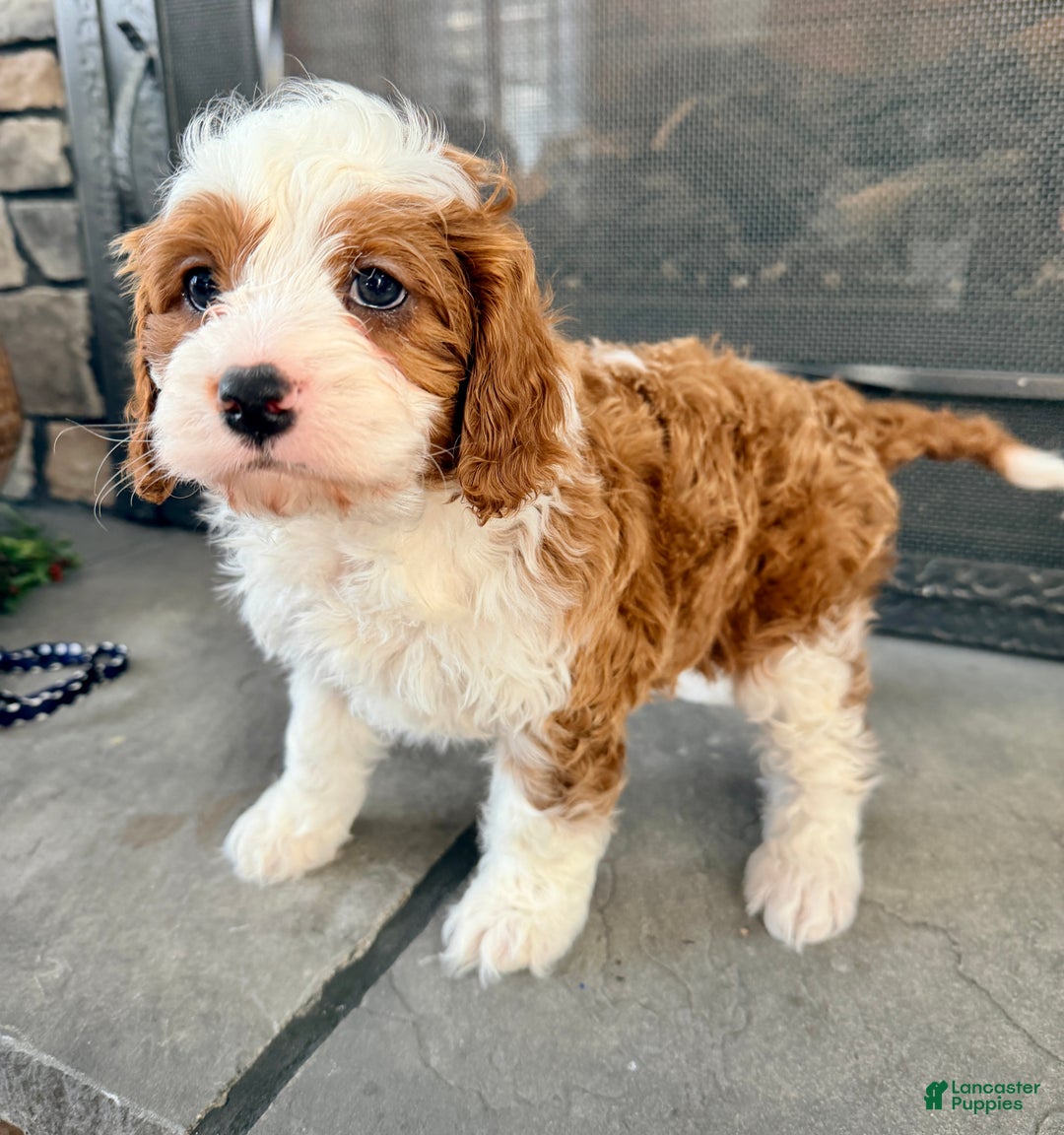Cavapoo dogs for sale: Baxter - Ad 4