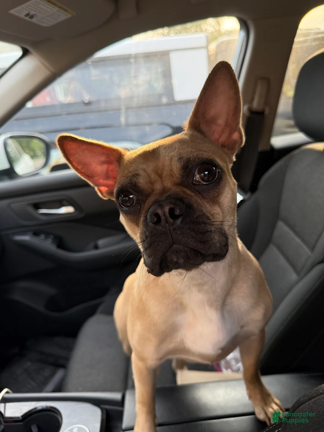 Frenchton dogs for sale: Frenchton litter of 5 puppies in New Milford - Ad 2