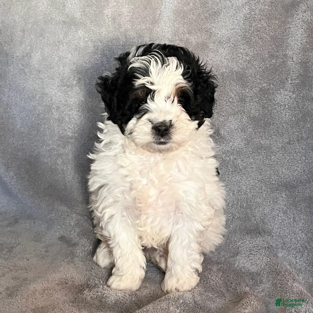 Mini Bernedoodle dogs for sale: Kendra - Ad 3