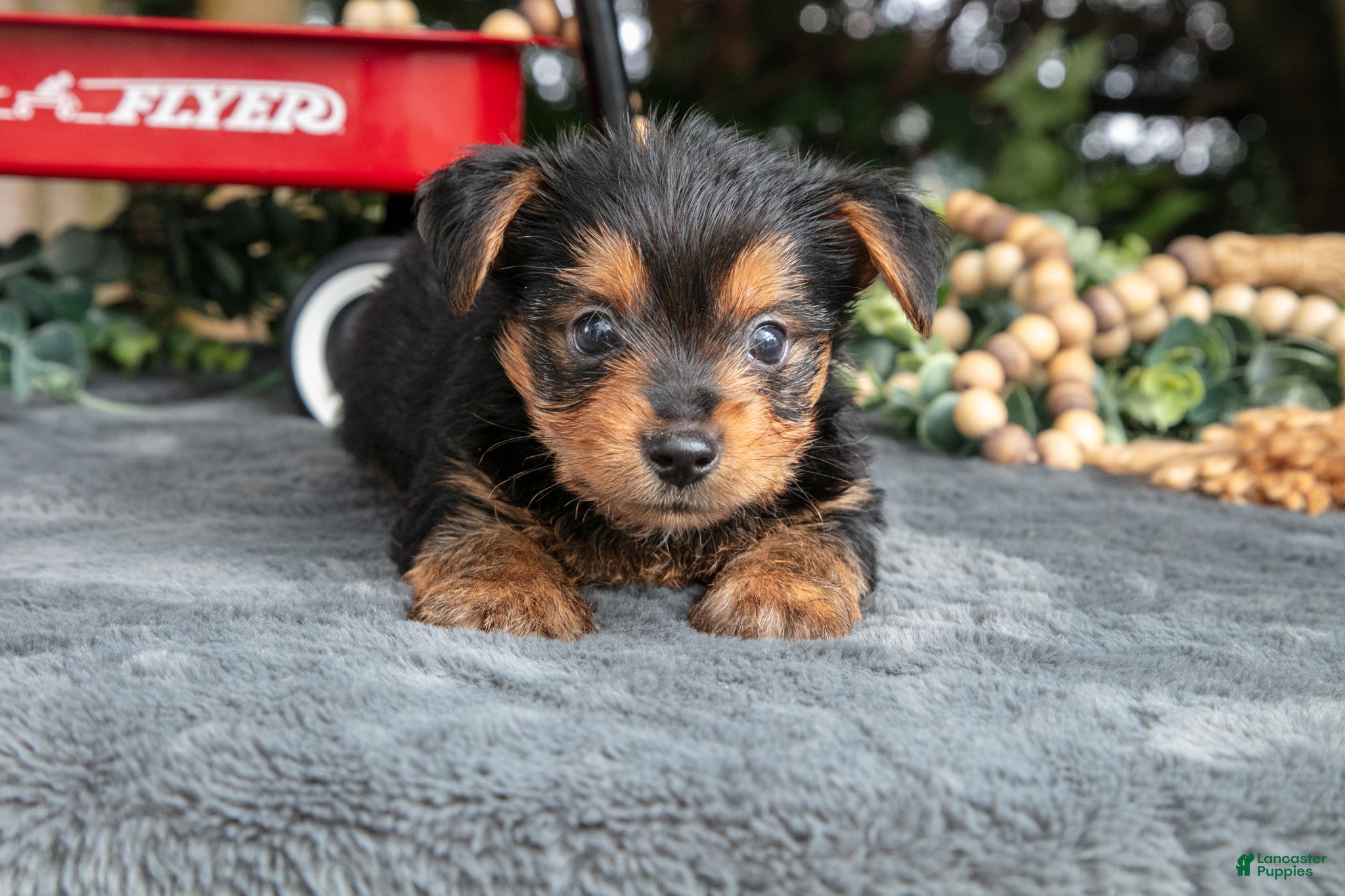Yorkshire Terrier dogs for sale: Laddie - Ad 1