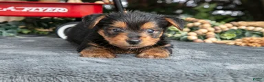 Laddie
