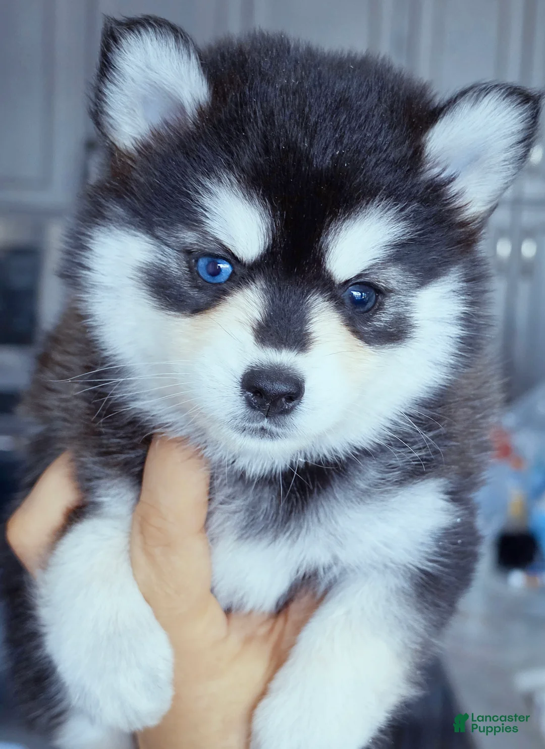 Pomsky dogs for sale: Roxanne - Ad 1