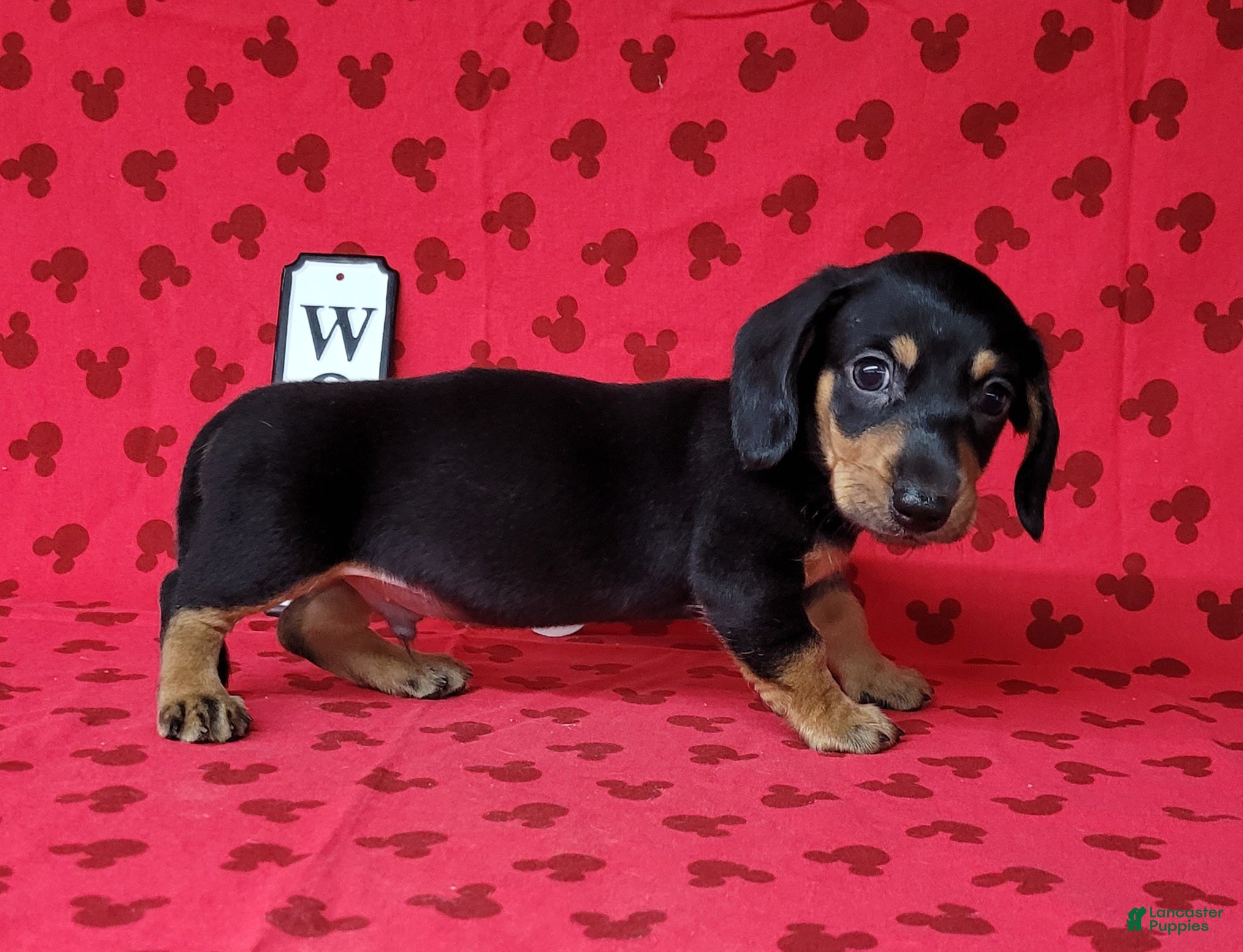 Miniature Dachshund dogs AKC Levi - Ad 2
