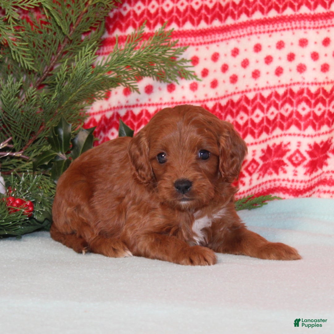 Cavapoo dogs for sale: Vortex - Ad 3