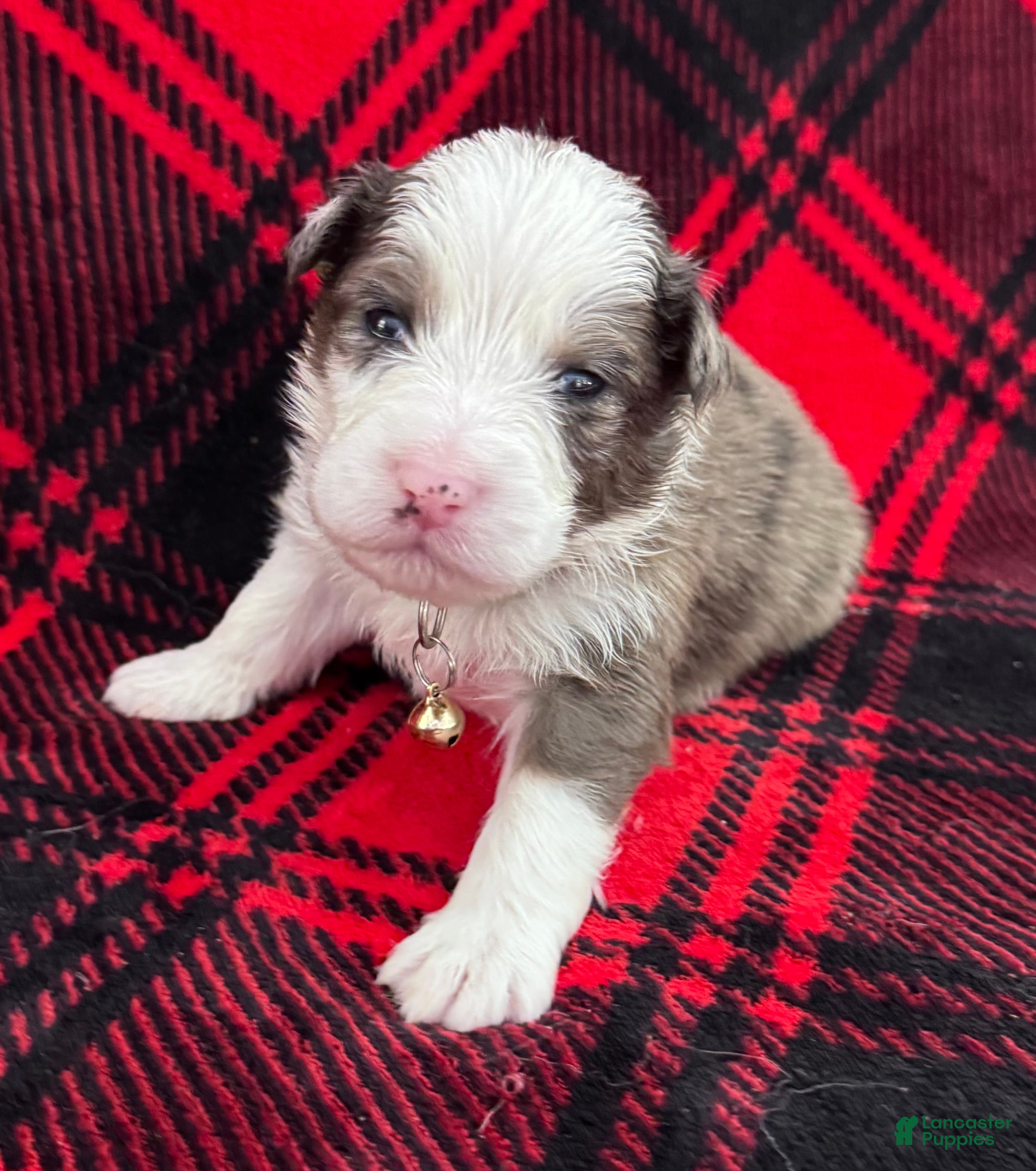 Australian Shepherd dogs Australian Shepherd Puppy - Tan Collar - Ad 2