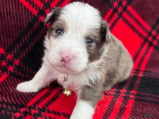 Australian Shepherd dogs Australian Shepherd Puppy - Tan Collar - Ad 23