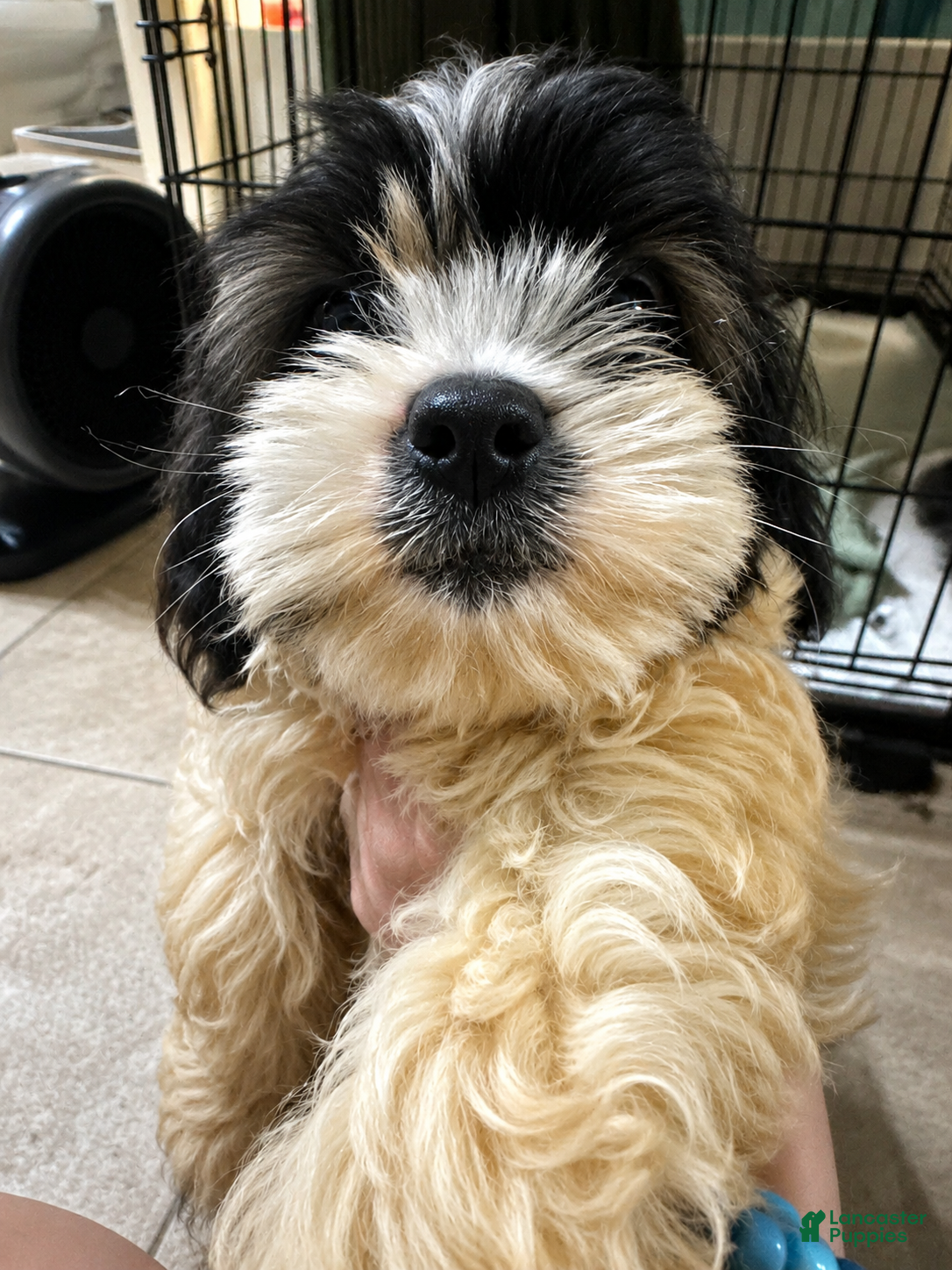 Mixed Breed dogs for sale: Sammy - Ad 1