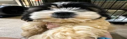 Mixed Breed dogs for sale: Sammy - Ad 1