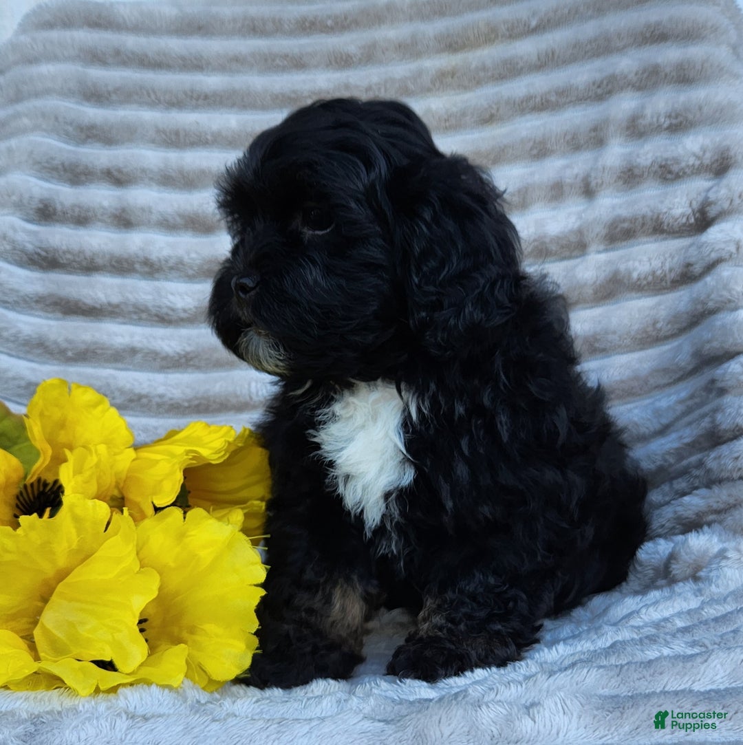 Shihpoo dogs for sale: Dallas - Ad 6