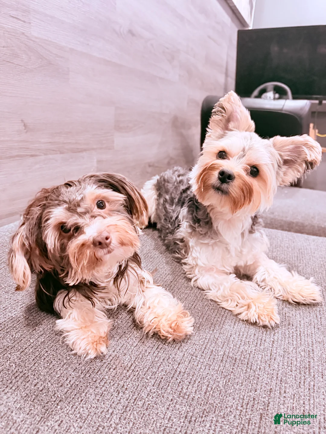 Yorkshire Terrier dogs for sale: Pheonix - Ad 4