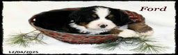 Bernese Mountain Dog dogs for sale: Ford - Ad 1