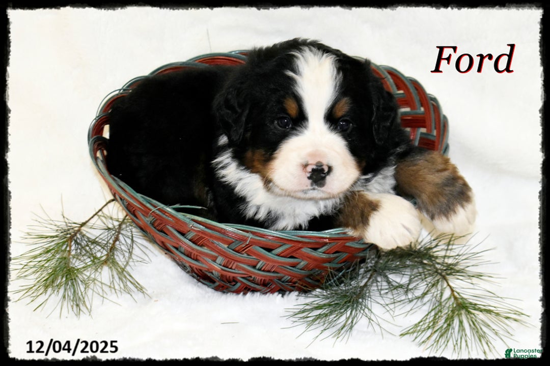 Bernese Mountain Dog dogs for sale: Ford - Ad 1