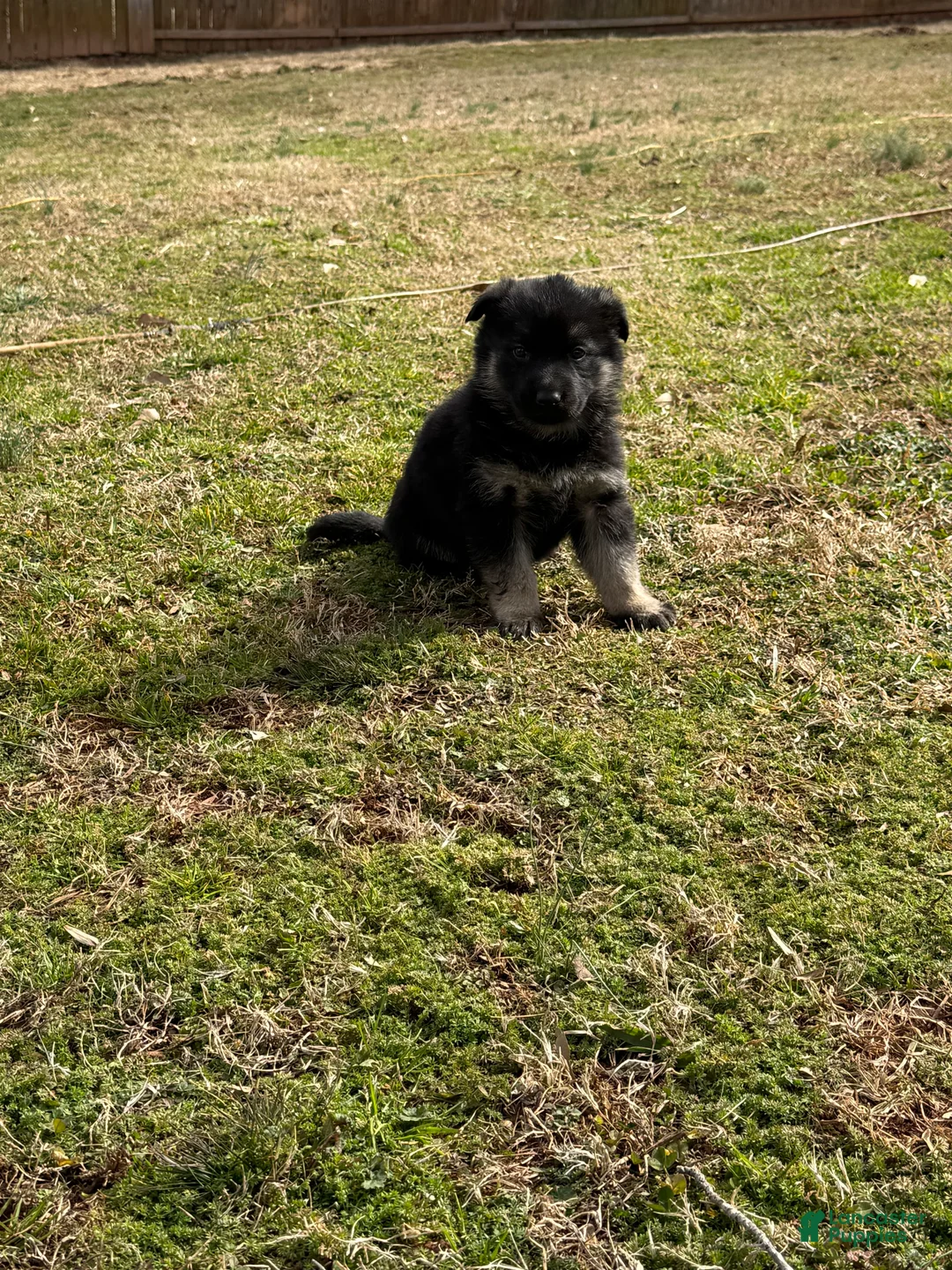 German Shepherd dogs for sale: German Shepherd Puppy 1 - Ad 5