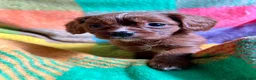 Cavapoo dogs for sale: Teddy - Ad 11