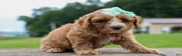 Cavapoo dogs for sale: Violet 💗 - Ad 17