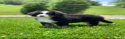 Bernese Mountain Dog dogs for sale: Teddy - Ad 7
