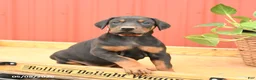 Doberman Pinscher dogs for sale: Walker - Ad 2