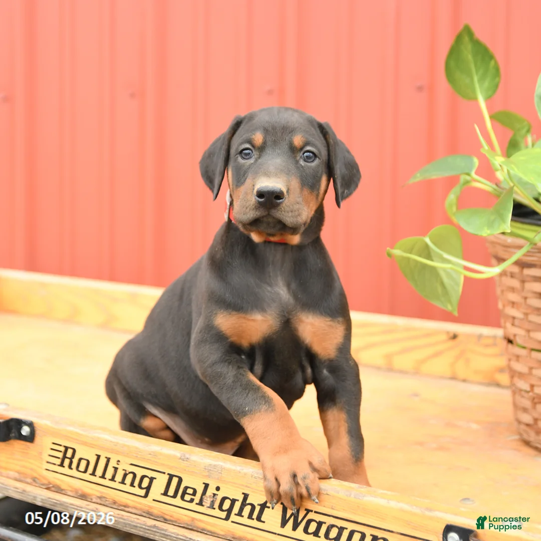 Doberman Pinscher dogs for sale: Walker - Ad 2