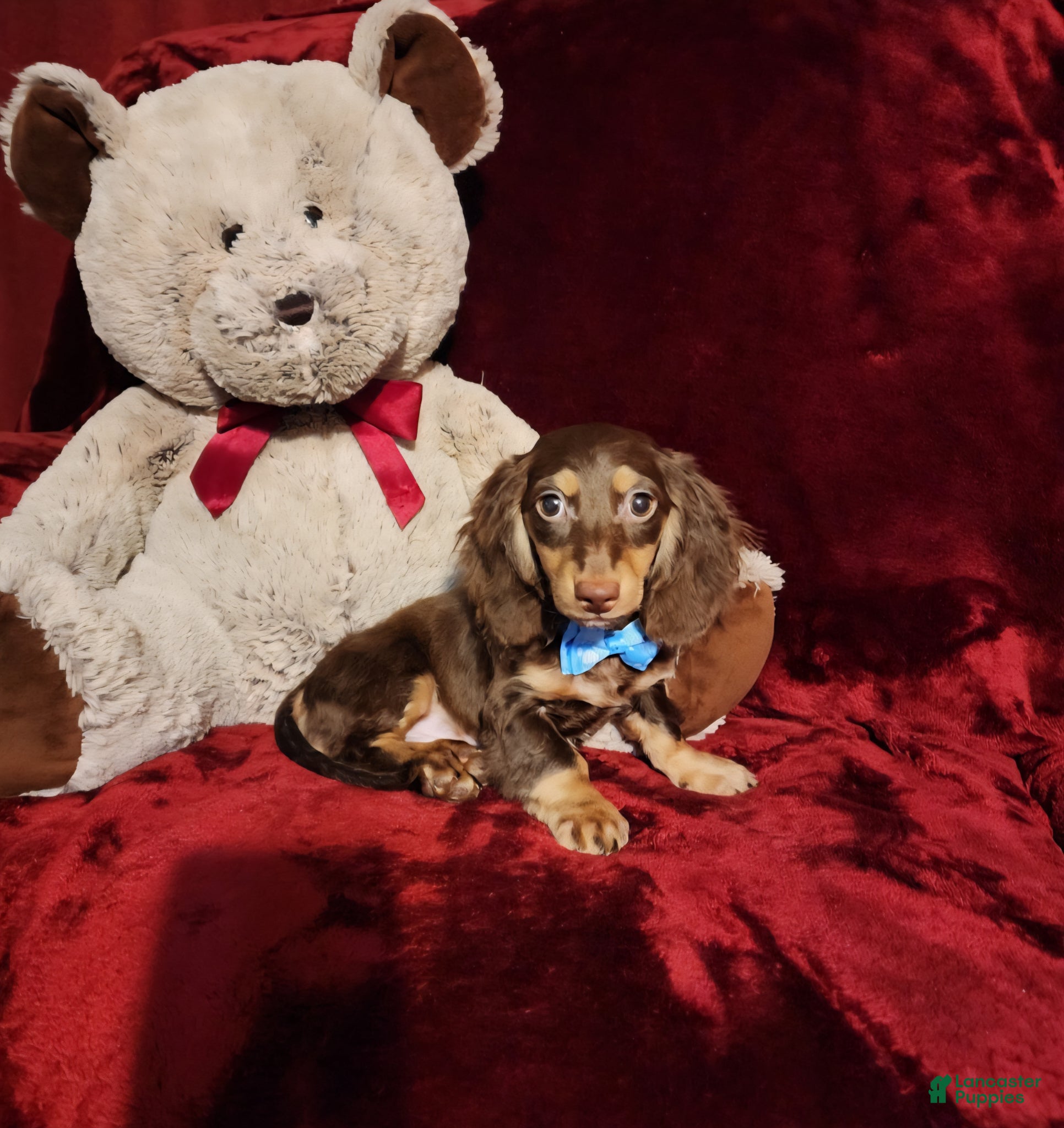 Miniature Dachshund dogs SNICKERS - Ad 6