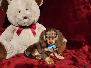 Miniature Dachshund dogs SNICKERS - Ad 5