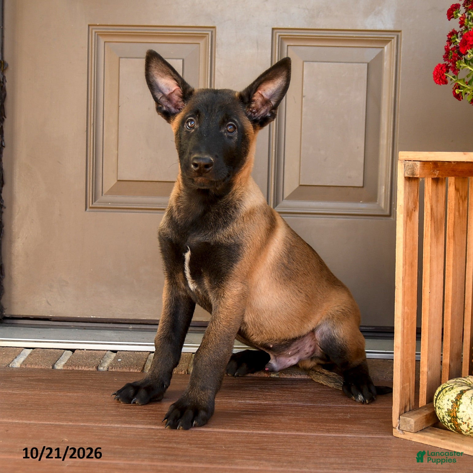 Belgian Malinois dogs for sale: Alonzo - Ad 1