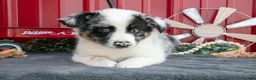 Miniature Australian Shepherd dogs for sale: Teddy - Ad 2
