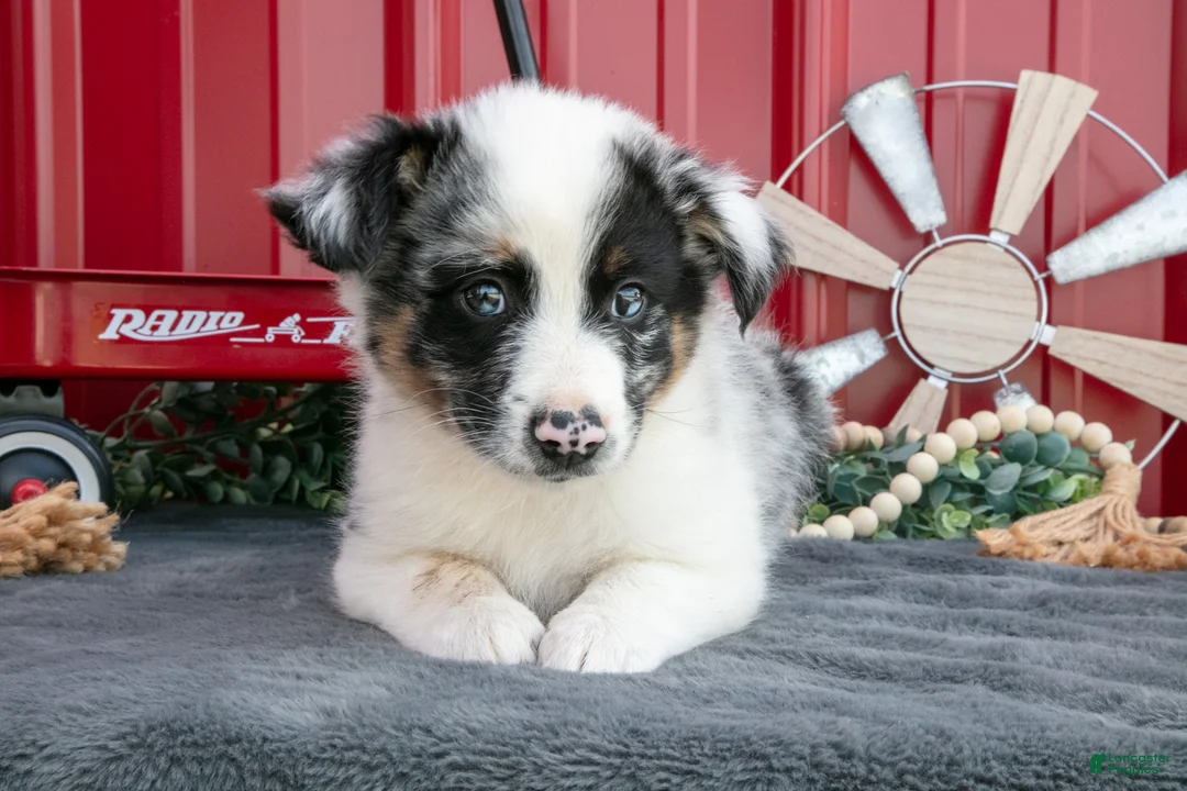 Miniature Australian Shepherd dogs for sale: Teddy - Ad 2