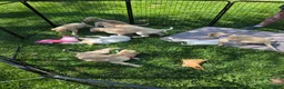 Borzoi dogs for sale: Arthur - Ad 4