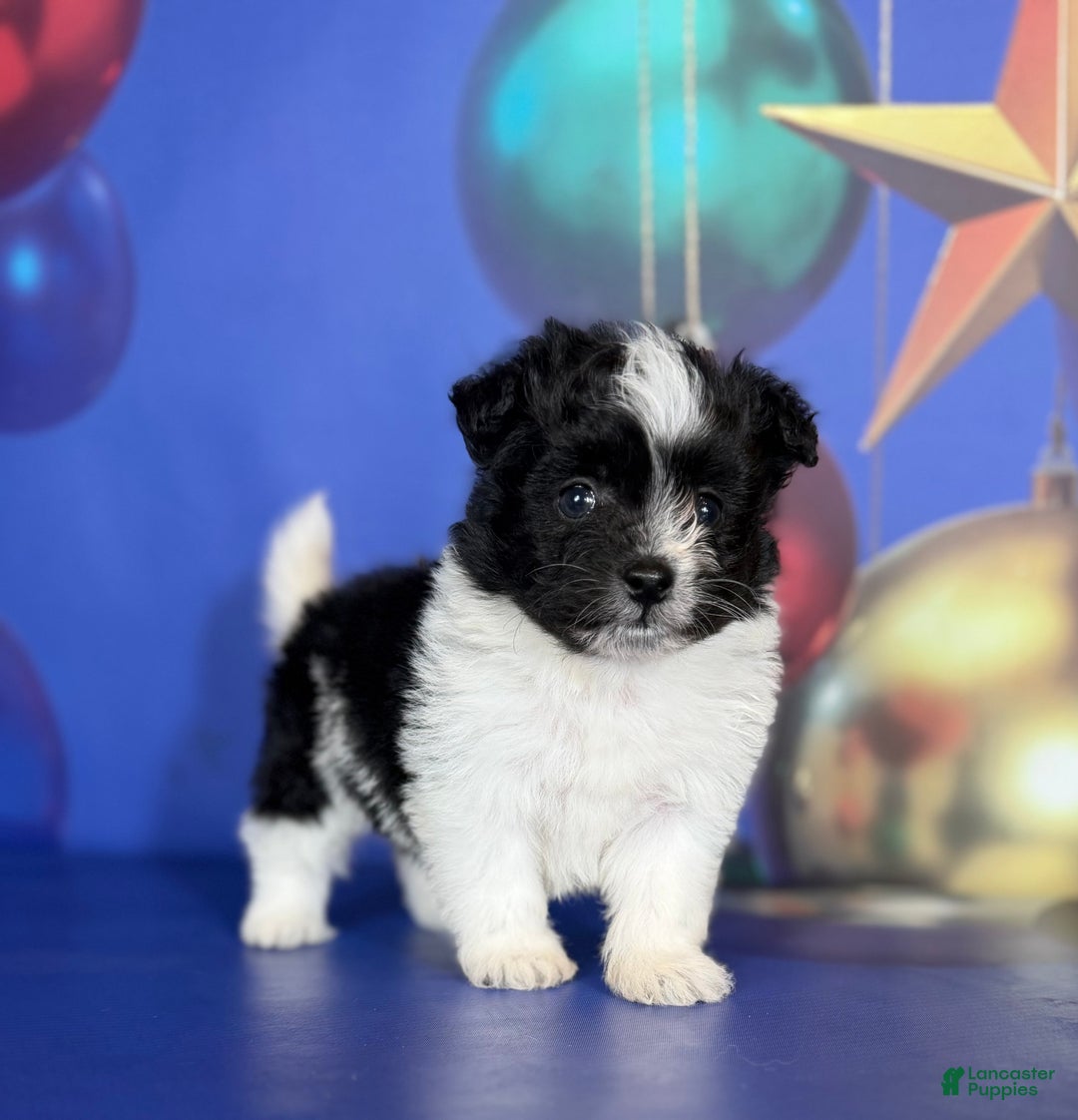 Pomapoo dogs for sale: Cooper - Ad 6