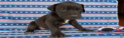 Great Dane dogs for sale: Pam Great Dane  - Ad 4