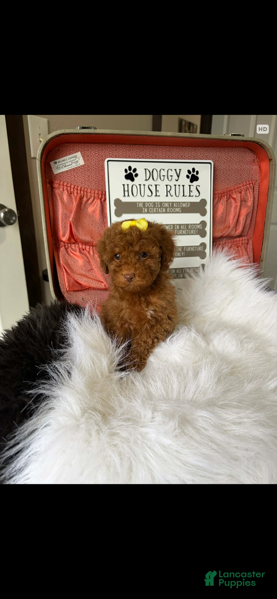 Toy Poodle dogs for sale: Akc Bred The Color Red - Ad 5